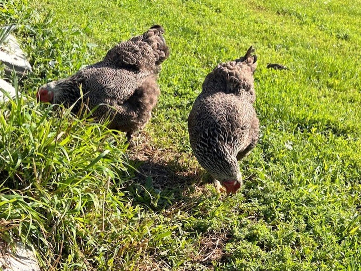 12 Chicken Eggs Fertilized Hatching 1 Dozen Fresh Mixed Layer Breeds Chocolate Brown - Light Brown - Speckled Brown - Fertile Rooster Handpicked Daily