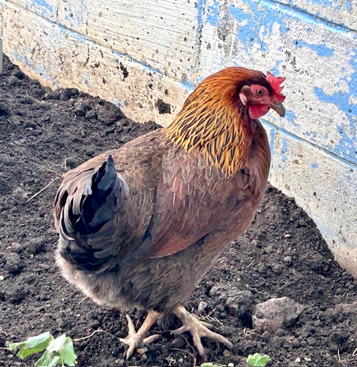 12 Chicken Eggs Fertilized Hatching 1 Dozen Fresh Mixed Layer Breeds Chocolate Brown - Light Brown - Speckled Brown - Fertile Rooster Handpicked Daily