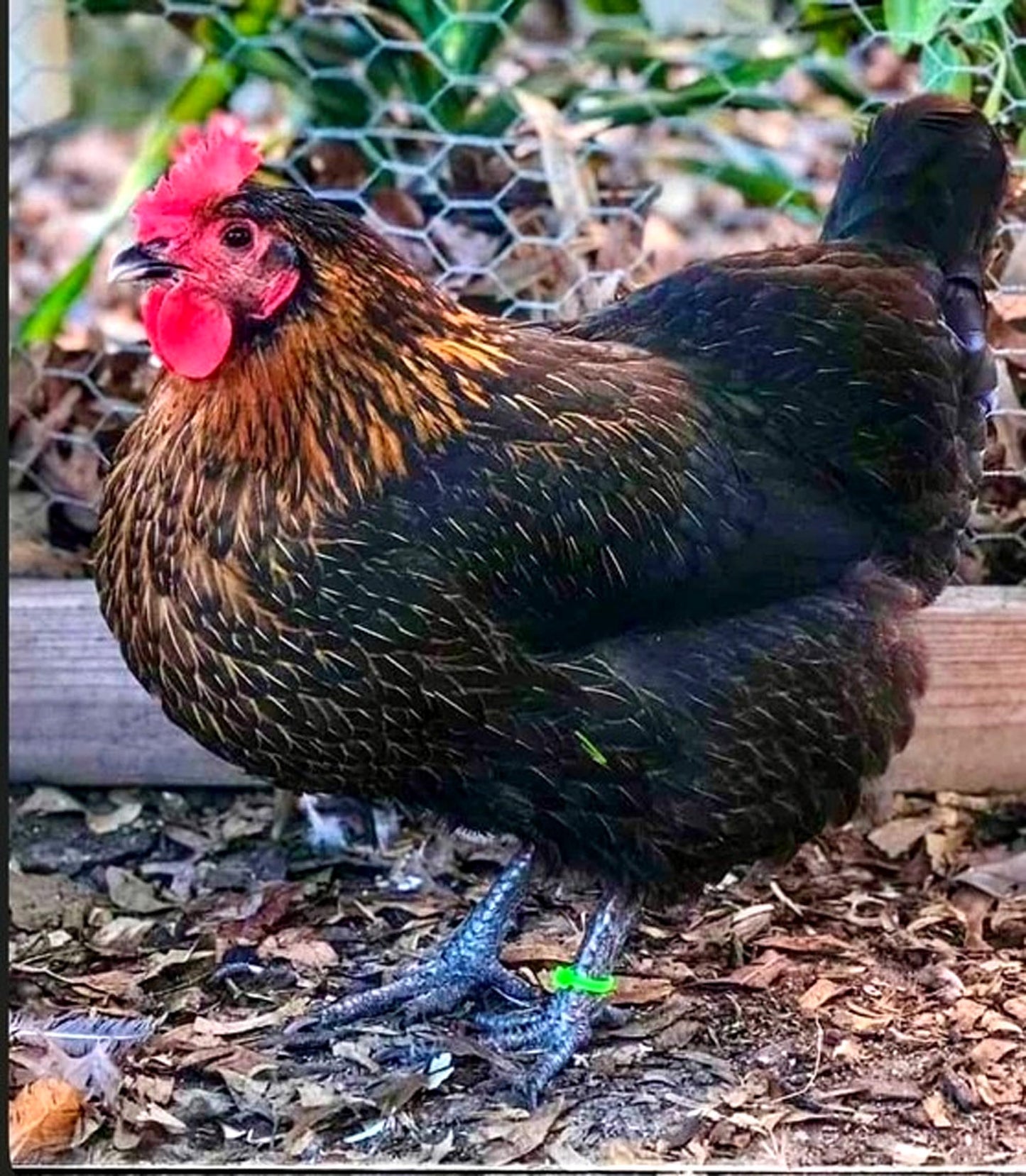 12 Chicken Eggs Fertilized Hatching 1 Dozen Fresh Mixed Layer Breeds Chocolate Brown - Light Brown - Speckled Brown - Fertile Rooster Handpicked Daily