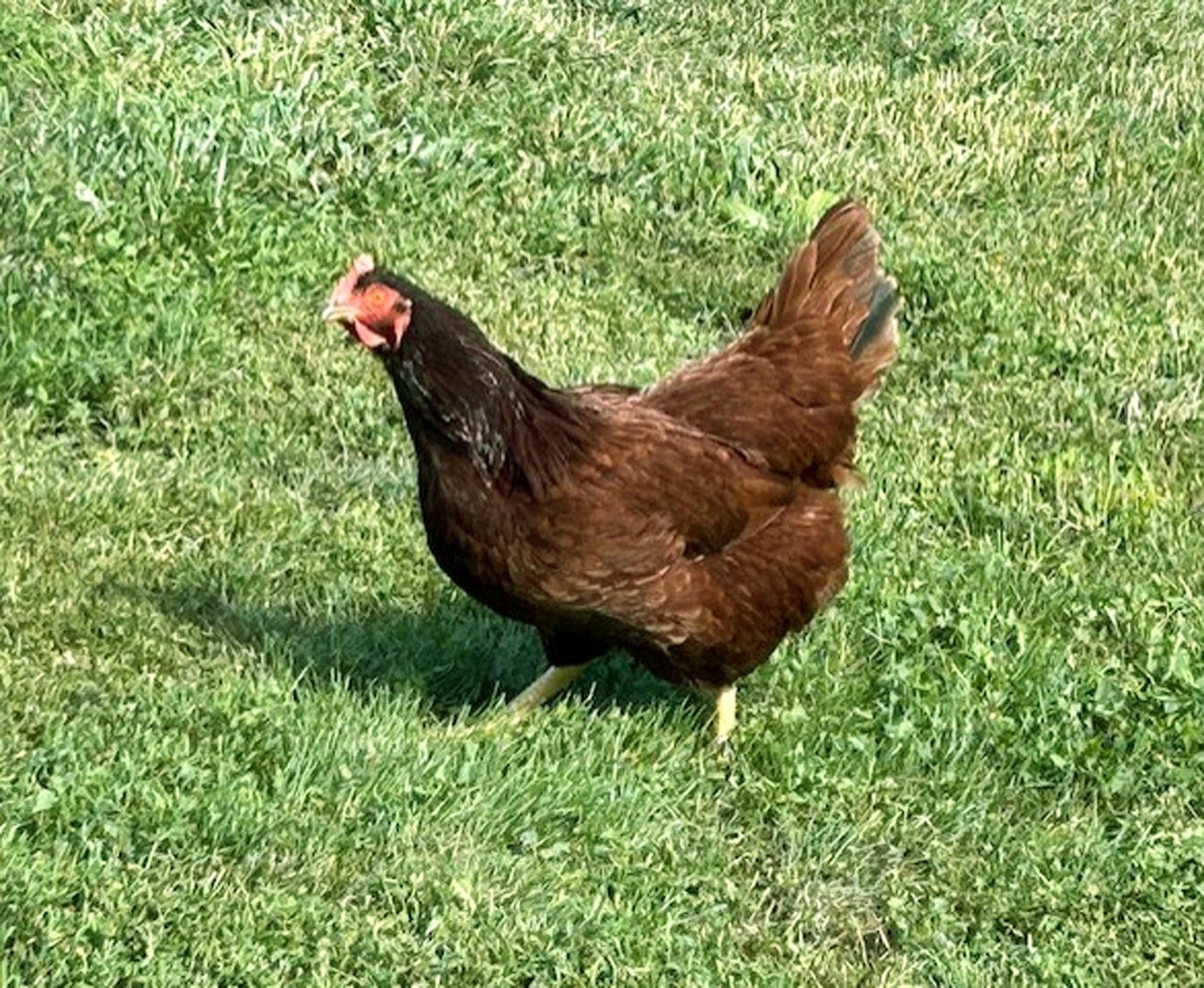 12 Chicken Eggs Fertilized Hatching 1 Dozen Fresh Mixed Layer Breeds Chocolate Brown - Light Brown - Speckled Brown - Fertile Rooster Handpicked Daily