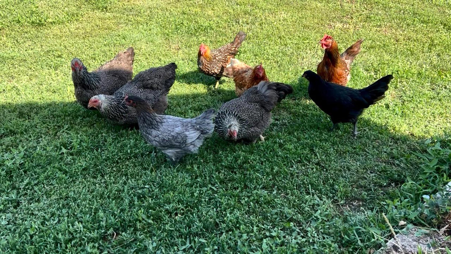 12 Chicken Eggs Fertilized Hatching 1 Dozen Fresh Mixed Layer Breeds Chocolate Brown - Light Brown - Speckled Brown - Fertile Rooster Handpicked Daily