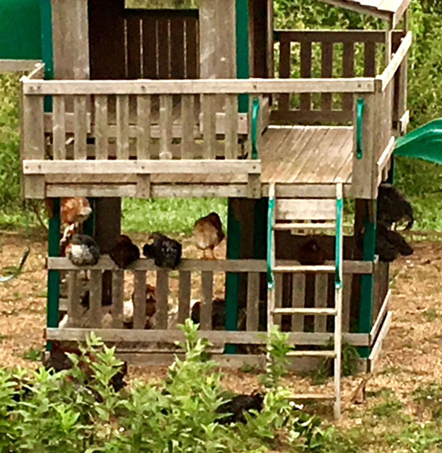 12 Chicken Eggs Fertilized Hatching 1 Dozen Fresh Mixed Layer Breeds Chocolate Brown - Light Brown - Speckled Brown - Fertile Rooster Handpicked Daily