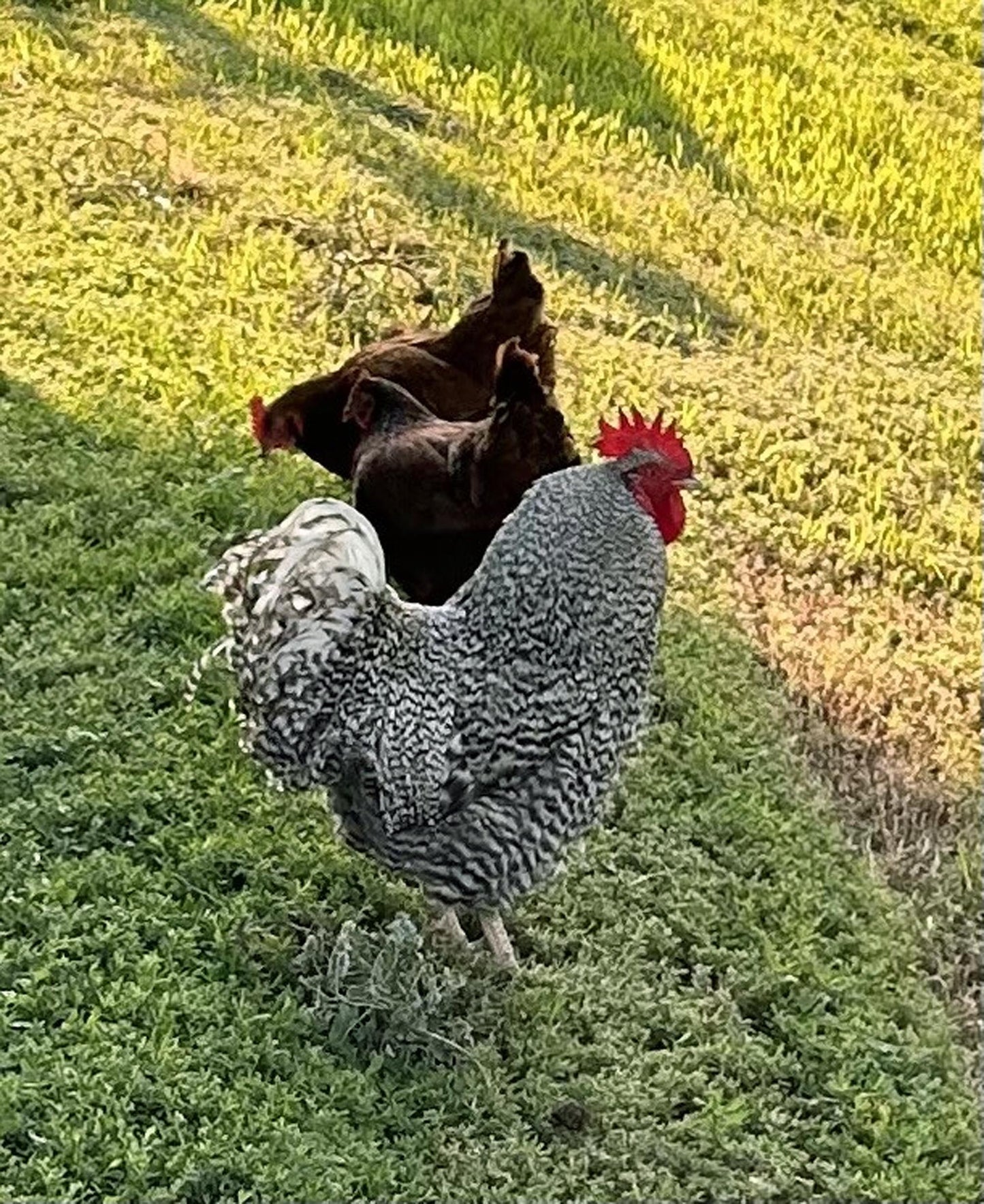 12 Chicken Eggs Fertilized Hatching 1 Dozen Fresh Mixed Layer Breeds Chocolate Brown - Light Brown - Speckled Brown - Fertile Rooster Handpicked Daily