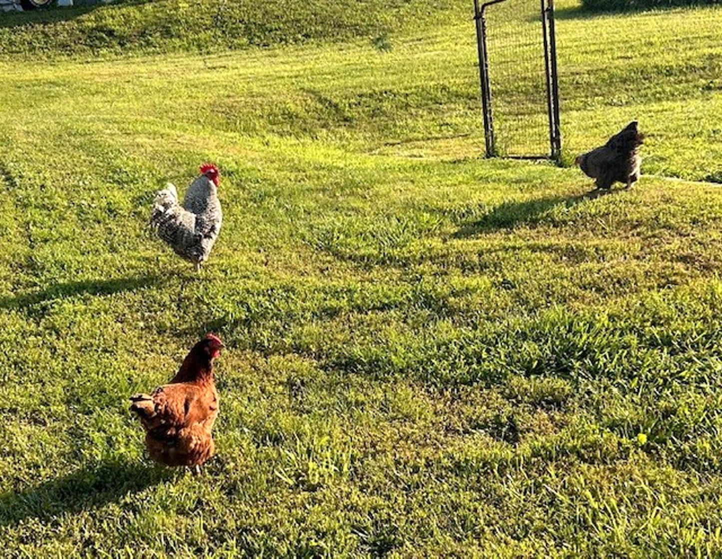 12 Chicken Eggs Fertilized Hatching 1 Dozen Fresh Mixed Layer Breeds Chocolate Brown - Light Brown - Speckled Brown - Fertile Rooster Handpicked Daily