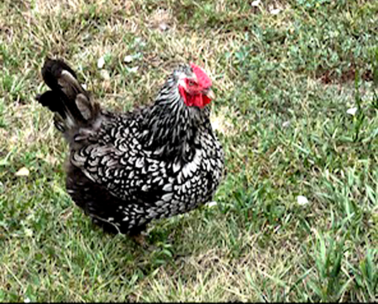 12 Chicken Eggs Fertilized Hatching 1 Dozen Fresh Mixed Layer Breeds Chocolate Brown - Light Brown - Speckled Brown - Fertile Rooster Handpicked Daily