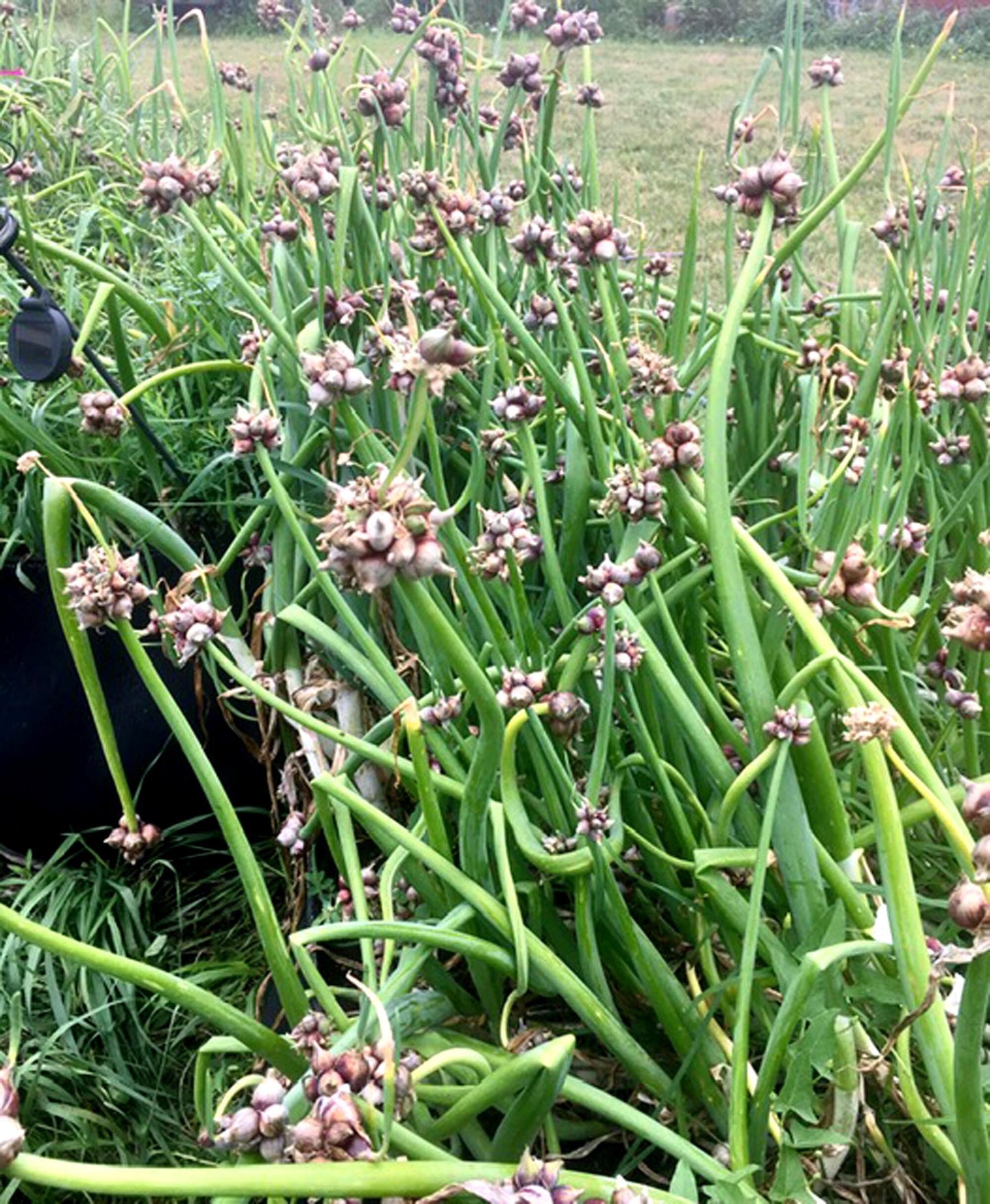 Egyptian Walking Onion Plants - Heirloom Onions Organic Grown Permaculture Perennial RARE SUMMER / FALL Planting Opportunity Gourmet Cooking