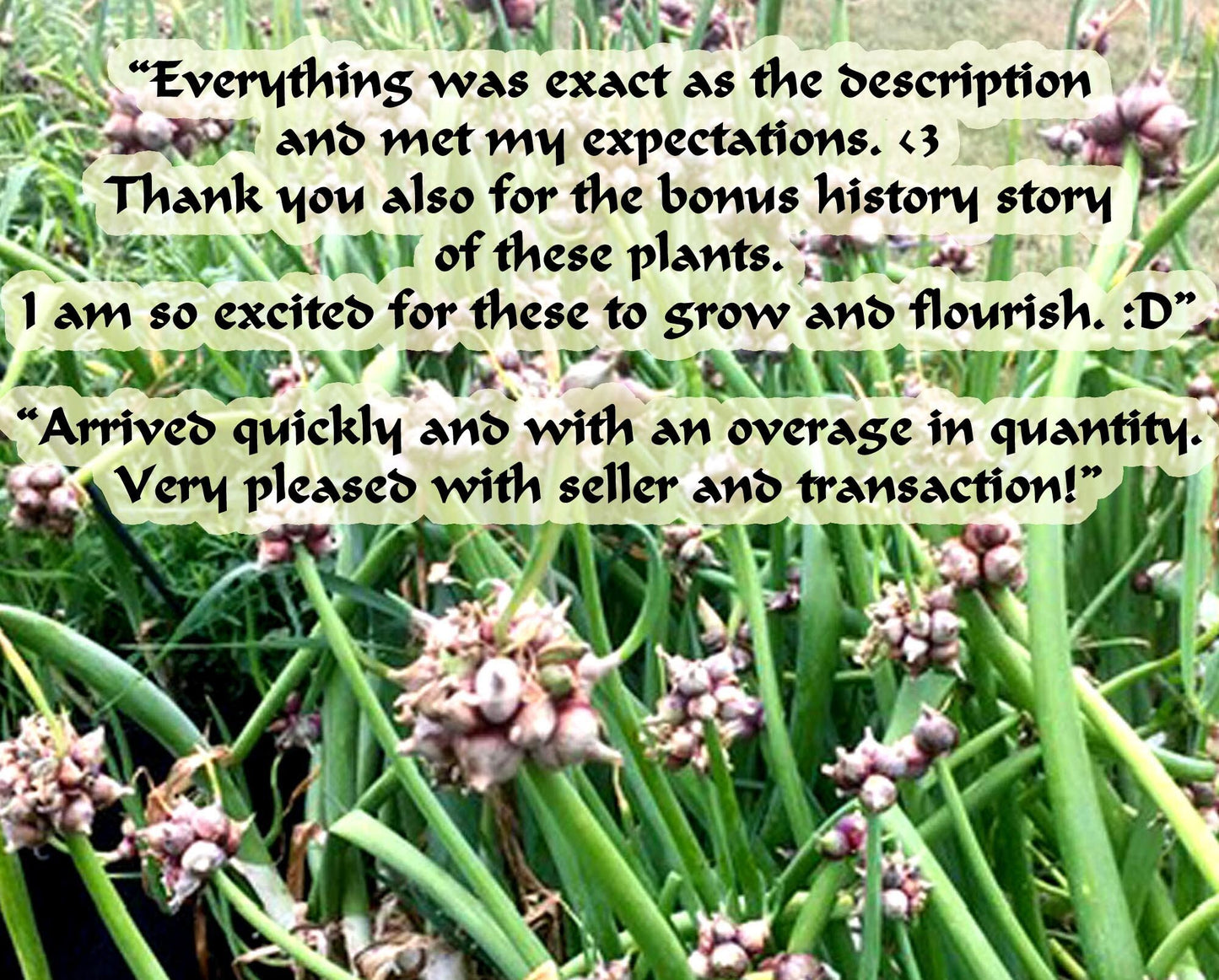 Egyptian Walking Onion Plants - Heirloom Onions Organic Grown Permaculture Perennial RARE SUMMER / FALL Planting Opportunity Gourmet Cooking