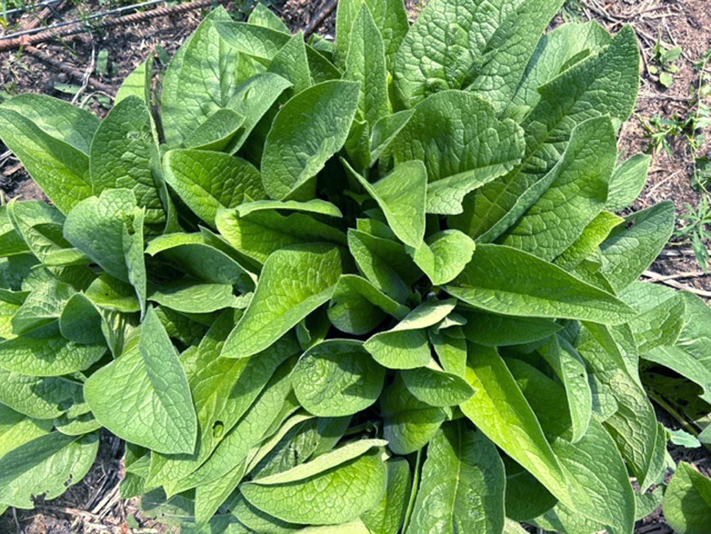 PURE Comfrey Arnica Plantain Calendula Salve Comfort Stick - VEGAN - ORGANIC Boneknit - Boneknitter -Allantoin w Blossom Leaves Stalk Root