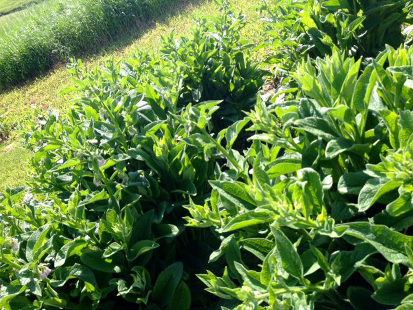 Comfrey Arnica POULTICE - 9 oz -Pure Organic Boneknit -Vegan -Allantoin -Entire Plant -Reduce Pain Heal Trauma