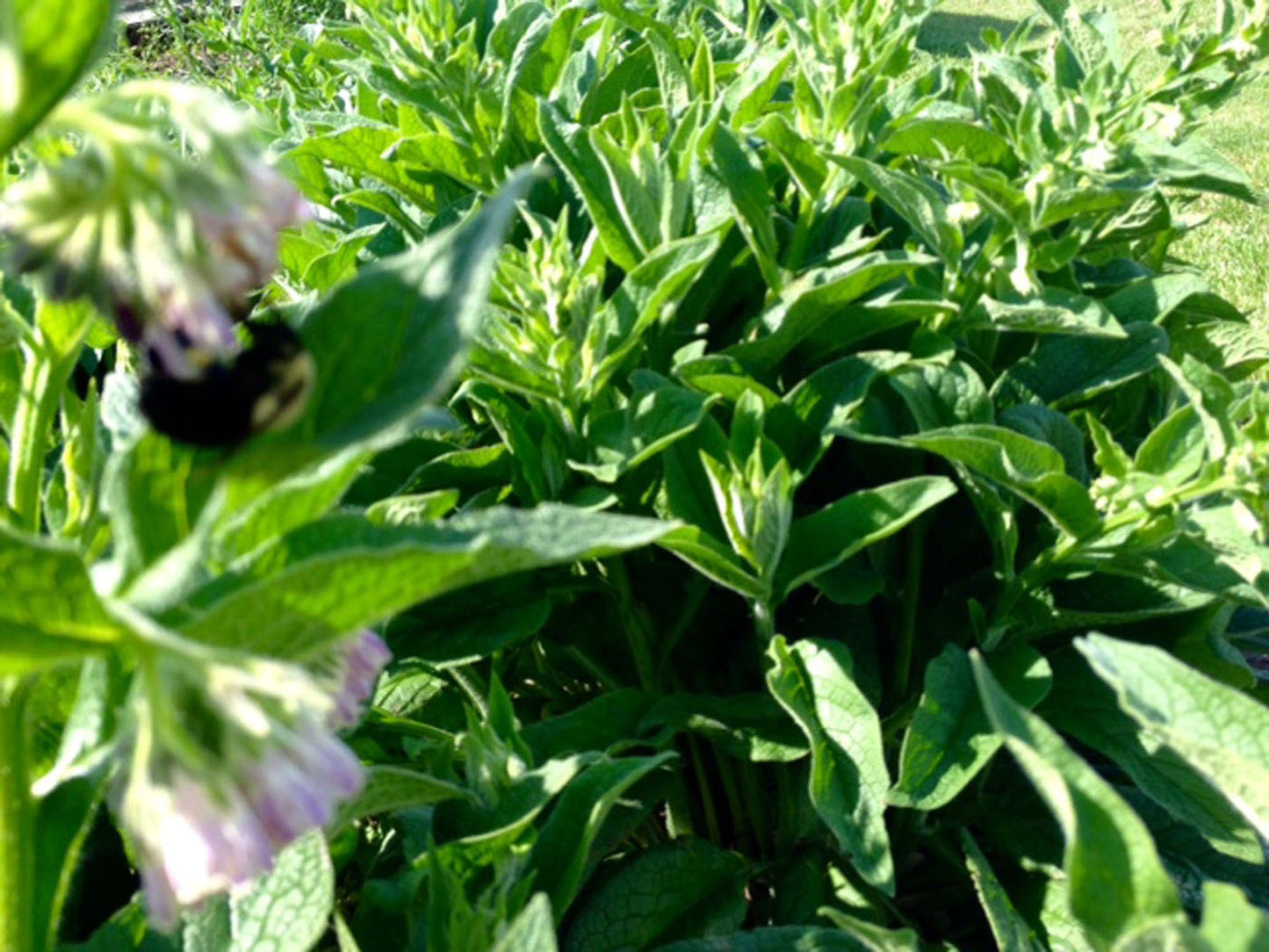 Comfrey Arnica POULTICE - 9 oz -Pure Organic Boneknit -Vegan -Allantoin -Entire Plant -Reduce Pain Heal Trauma