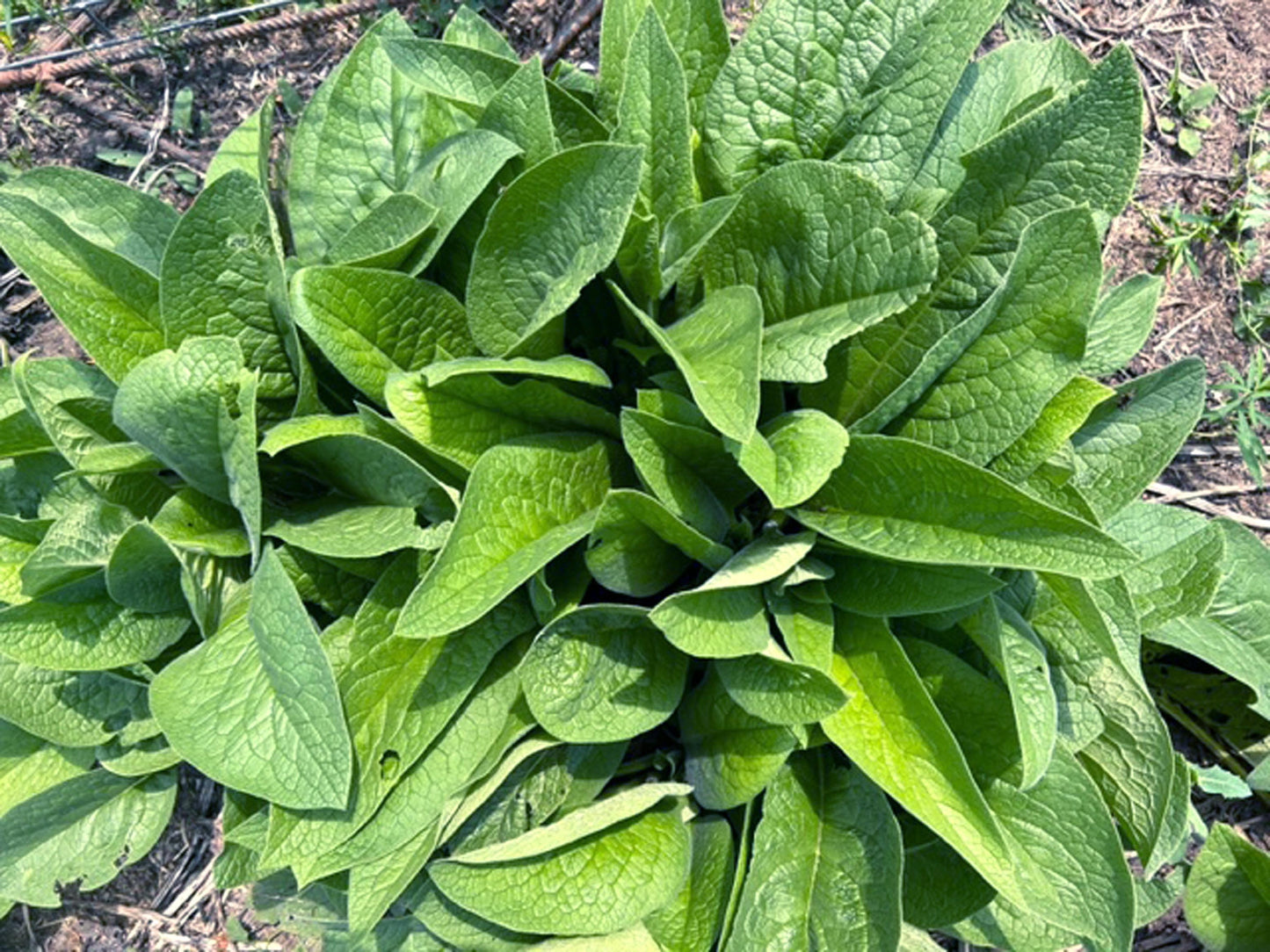 PURE Comfrey Salve - Beeswax - ORGANIC Boneknit - Boneknitter -Allantoin w Blossoms Leaves Stalks Roots - 8 Sizes Choice - PrairieWoodSprite