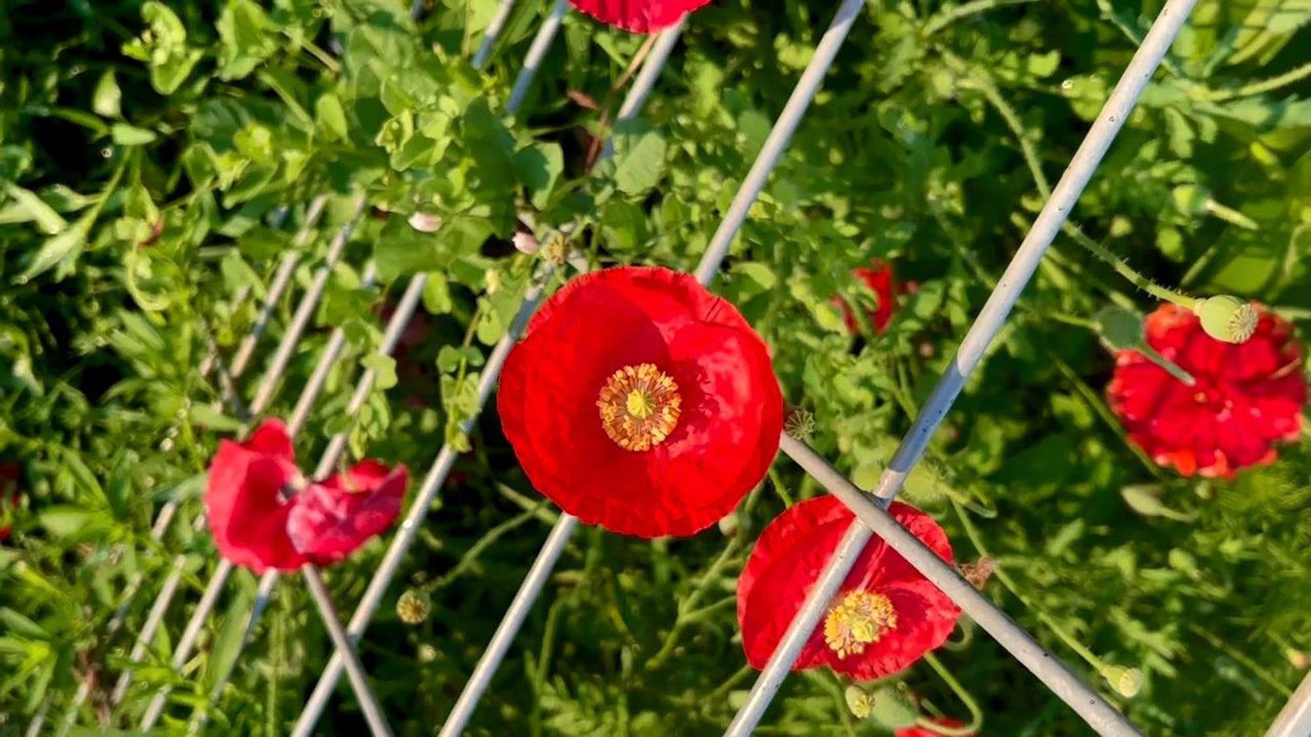 PURE Comfrey Salve - Beeswax - ORGANIC Boneknit - Boneknitter -Allantoin w Blossoms Leaves Stalks Roots - 8 Sizes Choice - PrairieWoodSprite