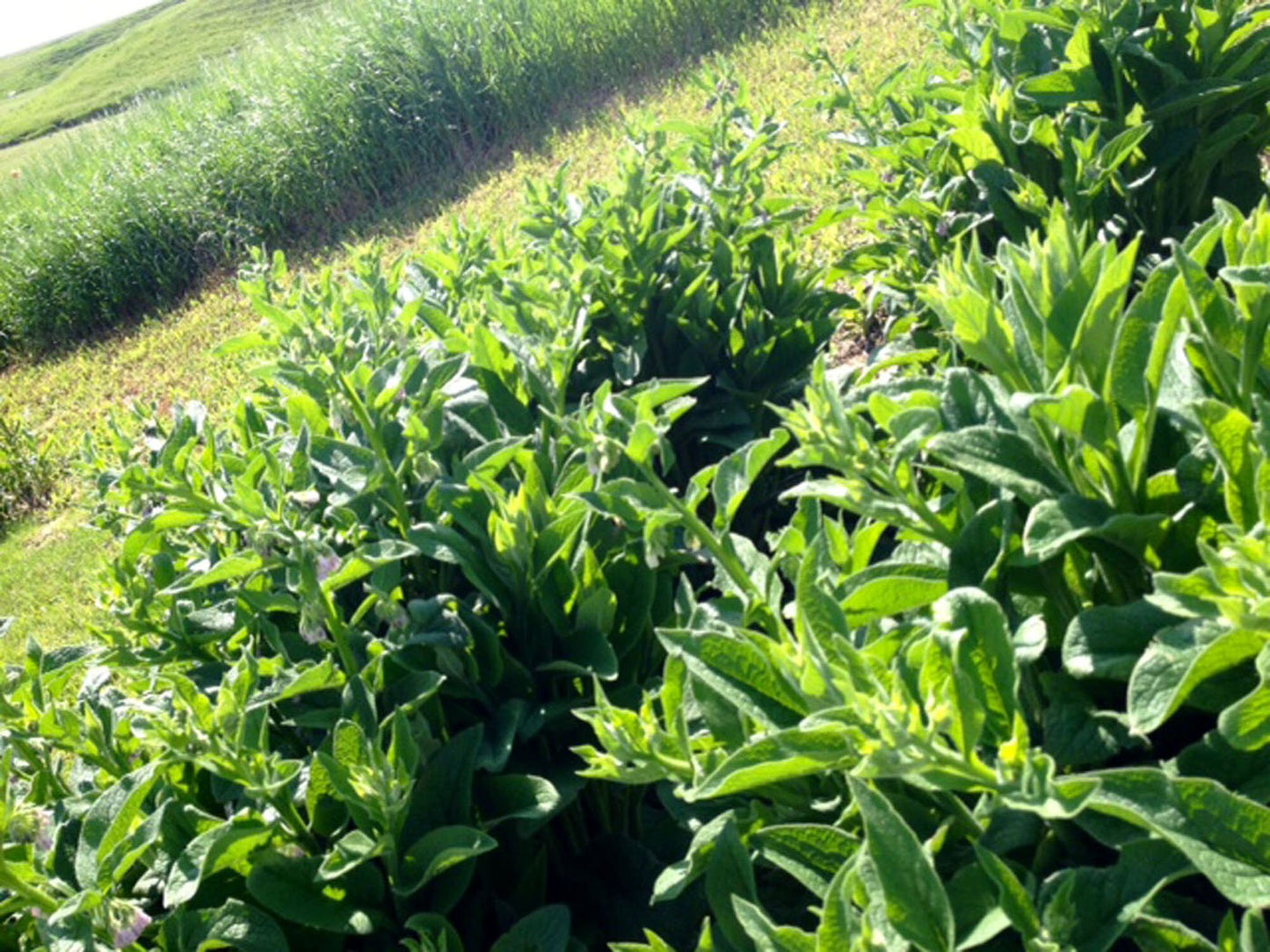 PURE Comfrey Arnica Plantain Calendula Salve Comfort Stick - VEGAN - ORGANIC Boneknit - Boneknitter -Allantoin w Blossom Leaves Stalk Root