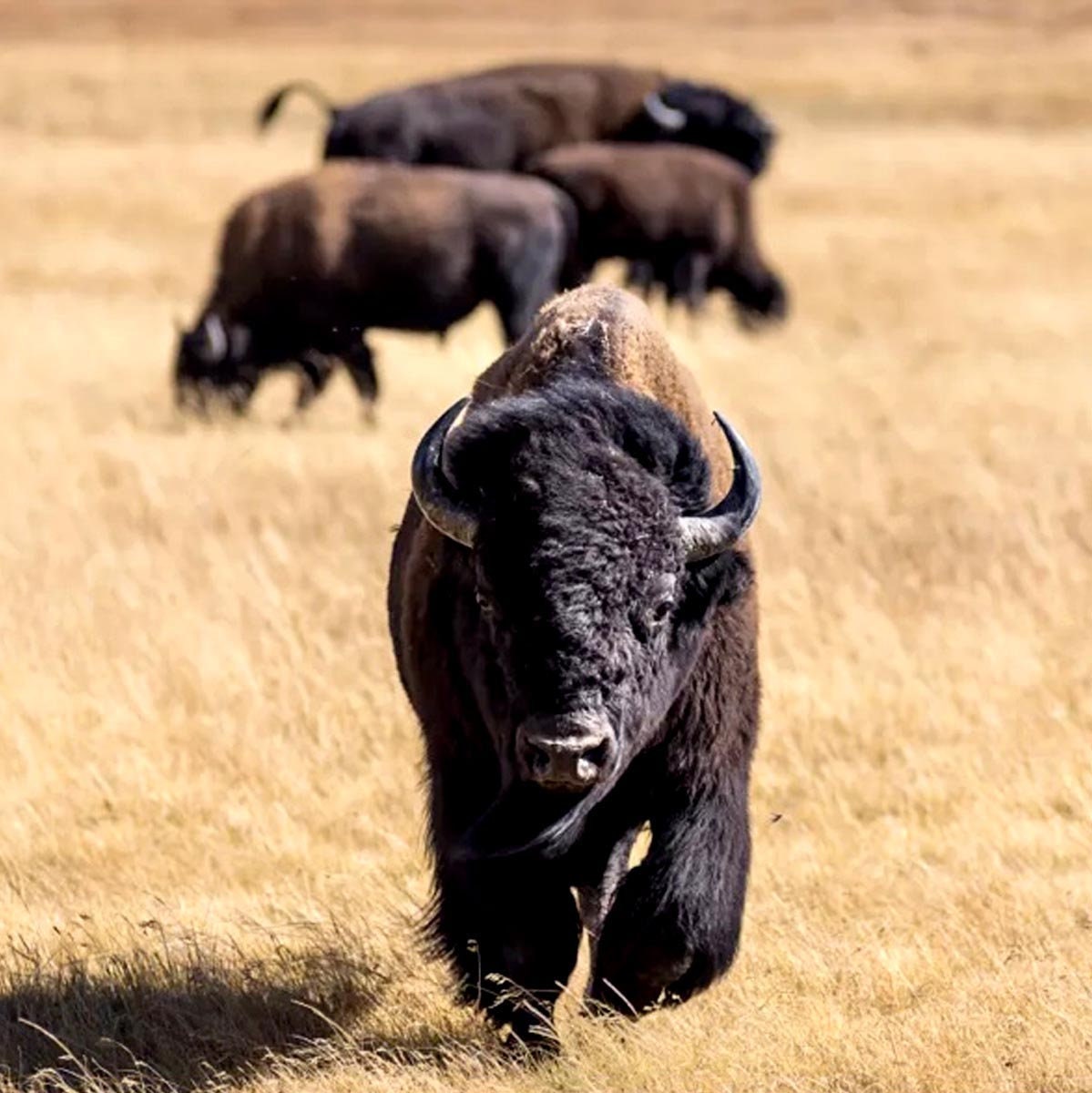 Turf & Surf Buffalo Tallow Only Lip Balm Creamy Long Lasting Paleo Unisex Men Women Teen Child Soothe Smooth Heal Chapped Lips Made to Order