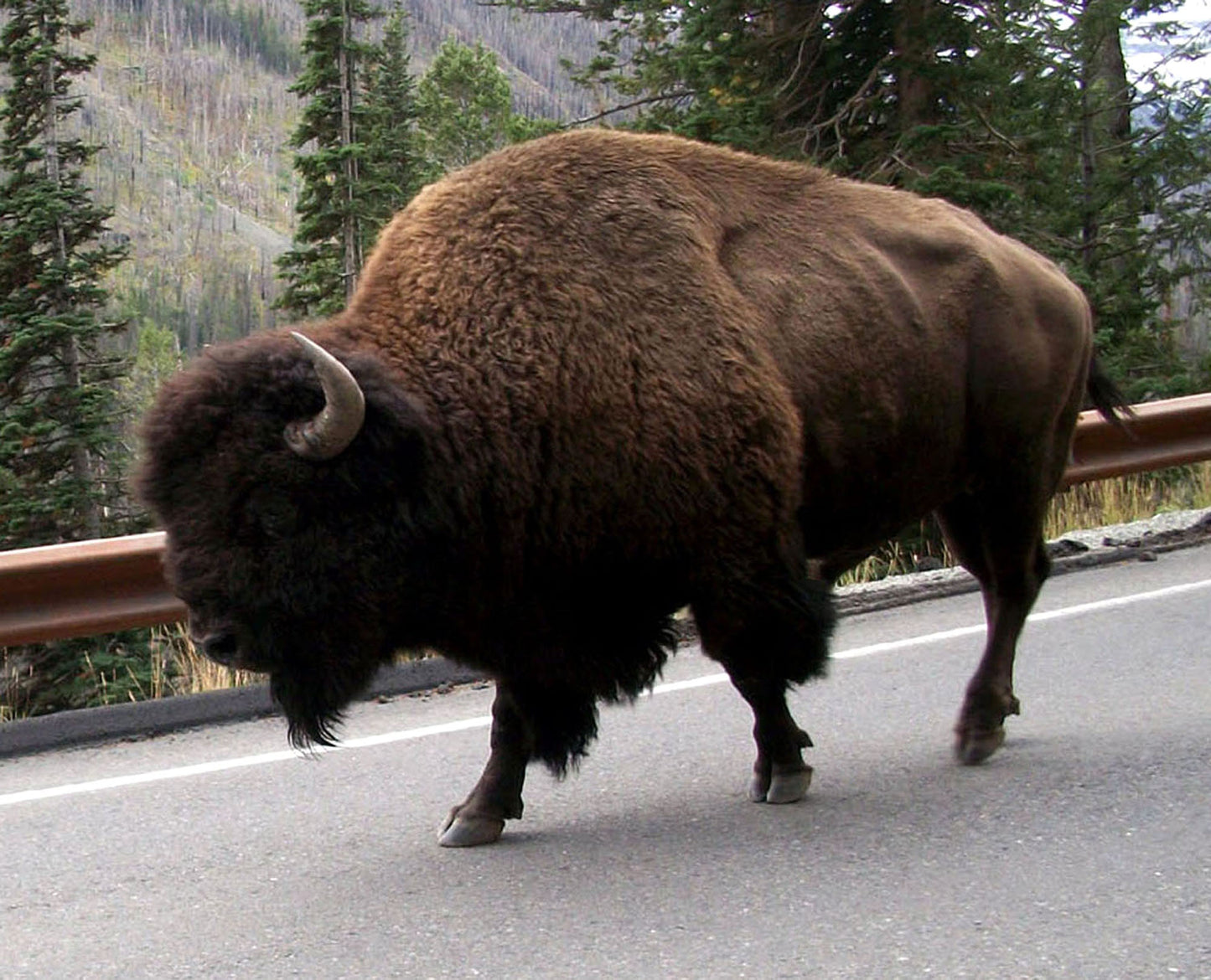 Turf & Surf Buffalo Tallow Only Lip Balm Creamy Long Lasting Paleo Unisex Men Women Teen Child Soothe Smooth Heal Chapped Lips Made to Order